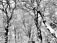 Highgate Woods.jpg
