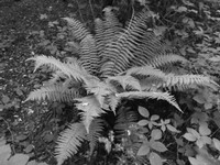 DSCF0962.JPG