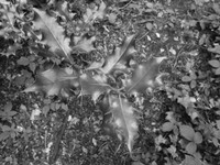 DSCF0978.JPG