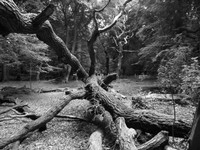 DSCF1012.JPG