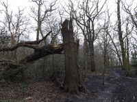 Broken Tree.JPG