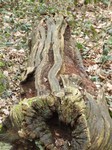 Glasses on a log-Highgate Woods.JPG