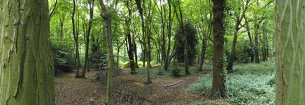 Highgate Woods _Summer.jpg