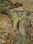 Rotten - Highgate Woods.jpg
