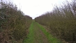Houghton Regis Walk.jpg