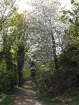 N.Ldn Parkland Walk in Bloom- Muswell Hill.JPG