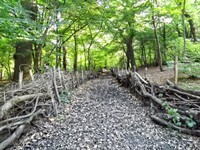 Queens Wood- N10.jpg