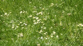 DSCF0328.JPG