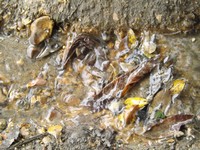 DSCF5345.JPG