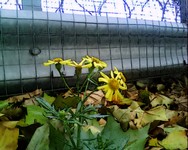 Urban Flower.jpg